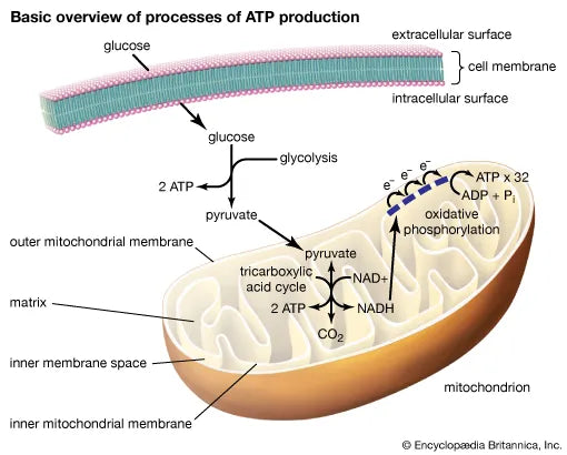 The Mitochondrial Energy Crisis ~ Enter Shilajit
